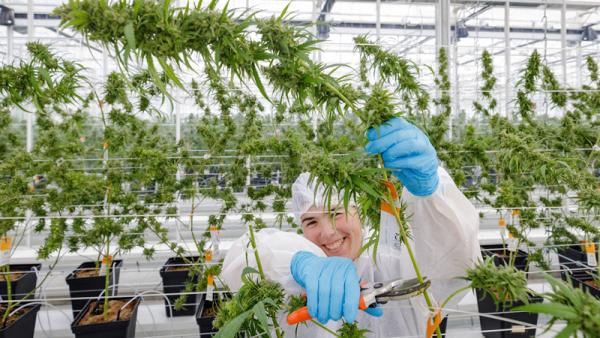 Plantação da Tilray em Cantanhede