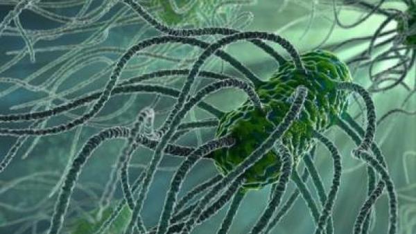 Salmonella, bactéria que provoca infecções gástricas