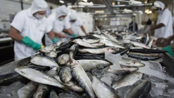 Trabalhadores a amanhar peixe. Foto do STIAC/Facebook.