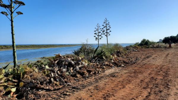 Destruição no Parque Natural da Ria Formosa – Foto de Tavira em Transição, no facebook
