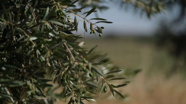 Oliveira.