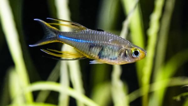 Foto de Carlos Eduardo Joos/Flickr.