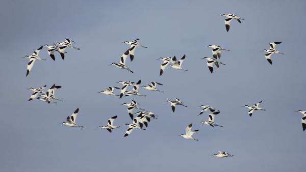 Aves nas Salinas de Alverca. Foto de Jorge Orge/Flickr.