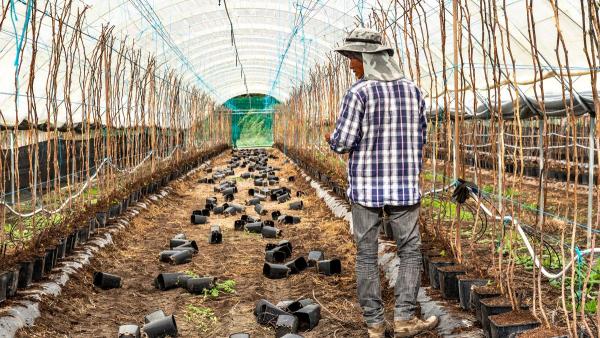 Trabalhador migrante numa estufa no Alentejo