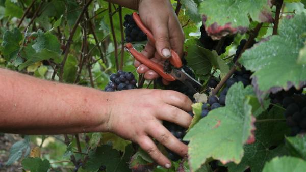 Vindimas em Champagne.