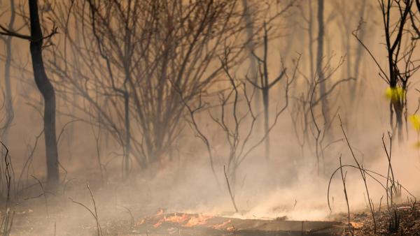Incêndio no Parque Nacional de Brasília. Foto: Fabio Rodrigues-Pozzebom/Agência Brasil.
