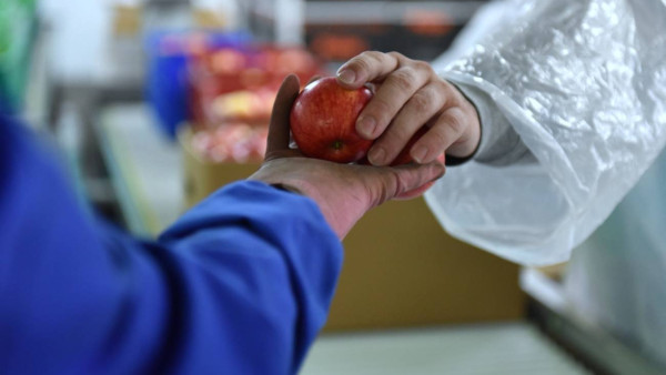 Trabalhadores do setor frutícola