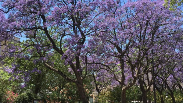 Jacarandás