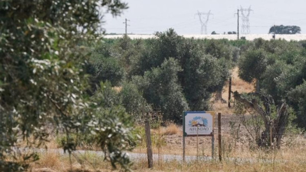 Olival intensivo em Alfundão, Viana do Alentejo.