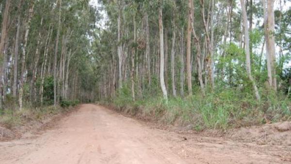 Eucaliptos. Foto de Clovis Melo/Flickr