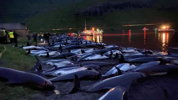Baleias mortas nas ilhas Faróe. Foto: Sea Shepherd.