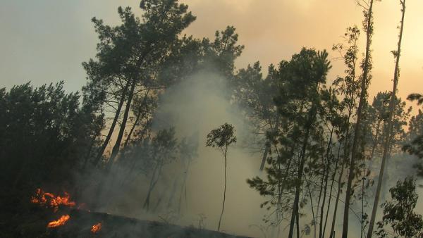 incêndio florestal