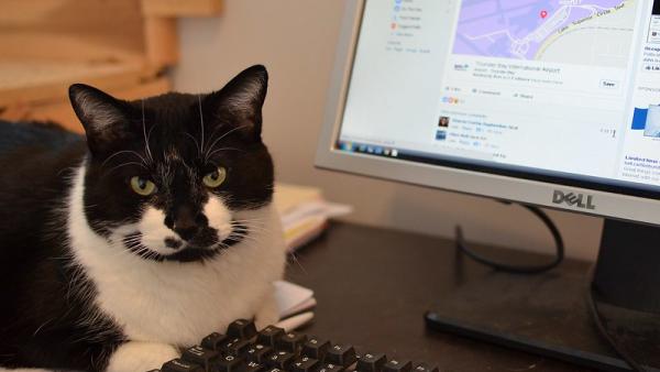 Gato ao computador. Foto de Steve/Flick.