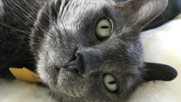 Gato. Foto de Stuart Rankin/Flickr.
