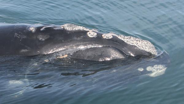 Baleia-franca-do-atlântico-norte. Foto de FWC Fish and Wildlife Research Institute/Flickr.