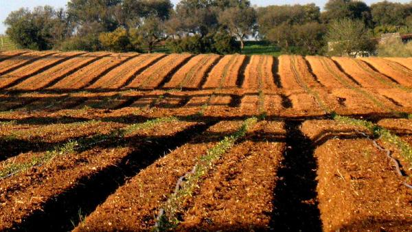 Campo agrícola. Foto de Américo Meira/Flickr.