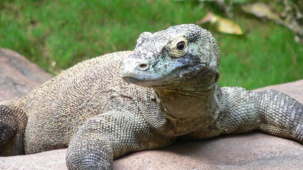Dragão-de-komodo – licença CC BY-SA 3.0, https://commons.wikimedia.org/w/index.php?curid=529977