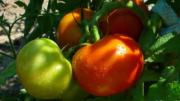 Tomates