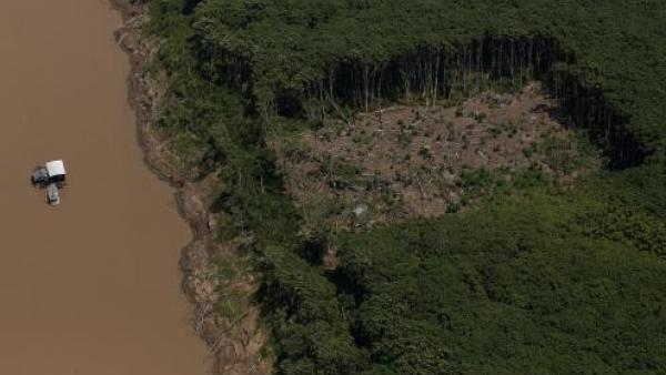 Amazónia perde área equivalente a território de Espanha em vinte anos