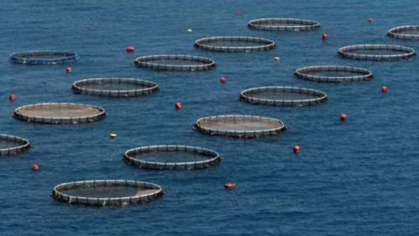 A sustentabilidade da aquacultura afigura-se como uma ilusão