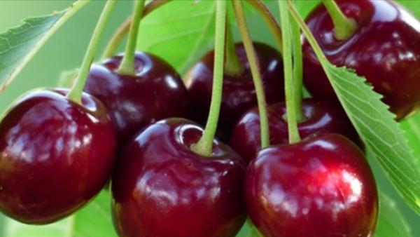 Quebras na produção e nas vendas de frutas na Beira Interior, por causa da pandemia e do clima incerto do ano
