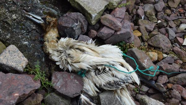 Para diminuir o número de aves afetadas, nomeadamente pelos materiais usados pelos pescadores, aconselha, “é necessária mais fiscalização por parte das autoridades”.