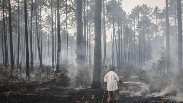 16 de outubro de 2017. Rescaldo dos incêndios no Pinhal de Leiria.