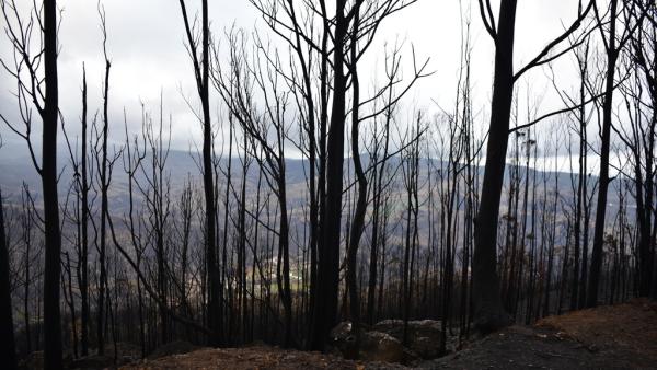 Estudo revela que fumo dos incêndios deixa pulmões vulneráveis
