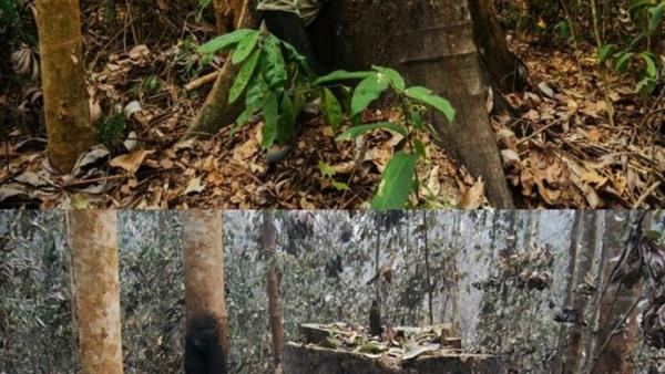 O mesmo lugar, antes e depois do fogo. Fotos do Facebook de Erika Berenguer.