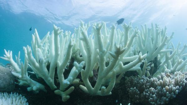O aumento da temperatura da água nos oceanos queima os corais que morrem, ficando brancos. Foto de Vlassoff Cay, via EPA/Lusa.