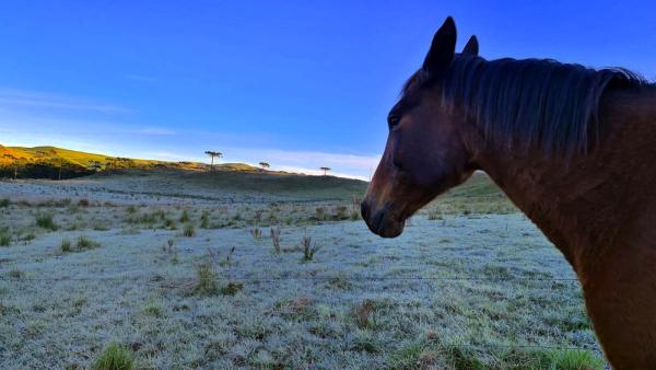 Em São Joaquim, na serra Catarinense, a geada cobriu os campos. Mycchel Leganghi/São Joaquim Online/Fotos Públicas.