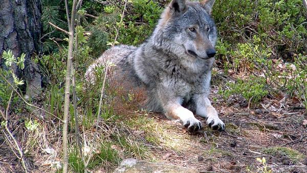 Lobo na Noruega. Foto de  Birgit Fostervold/Flickr.