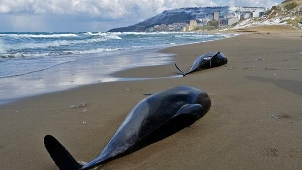 Golfinhos mortos numa praia turca. Foto da Fundação Turca de Investigação Marítima.
