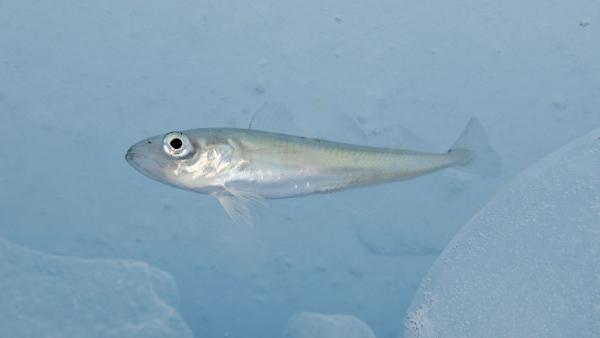 Espécies polares como este bacalhau do Ártico são mais sensíveis às mudanças de temperatura e disponibilidade de oxigênio. Crédito: Shawn Harper, Universidade do Alasca Fairbanks/NOAA