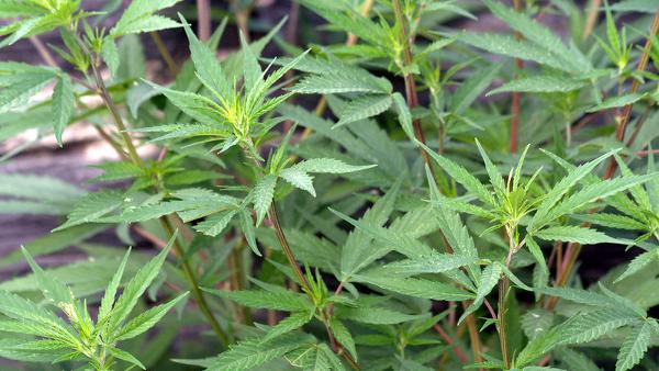 Canábis – Foto de M. Martin Vicente / flickr