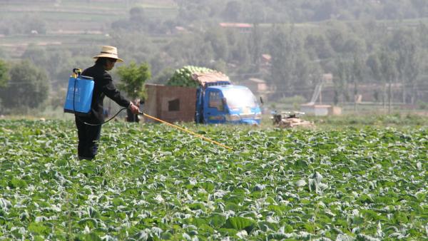 Agricultora a lançar pesticidas. Foto de IFPRI/Flickr.
