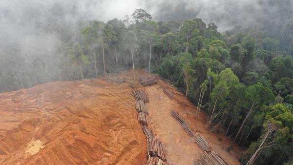 Desflorestação na Malásia. Foto do IPBES.