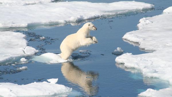Urso polar na ilha Baffin. Foto de vtluvbug79/Flickr.