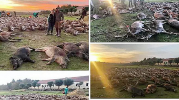 Imagem partilhada pelo grupo de caçadores responsável pelo abate dos 540 animais na Torre Bela.