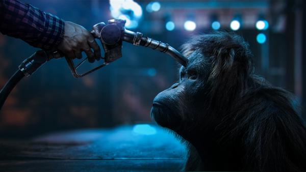 Imagem da campanha contra o uso de óleo de palma em biocombustíveis.