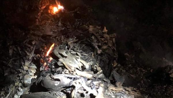 incêndio canil de santo tirso