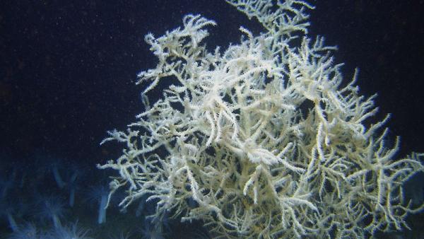 Leiopathes glaberrima, “coral negro” do fundo do mar, 2008 – fonte: NOAA Photo Library - foto de domínio público, disponível em en.wikipedia.org/ 