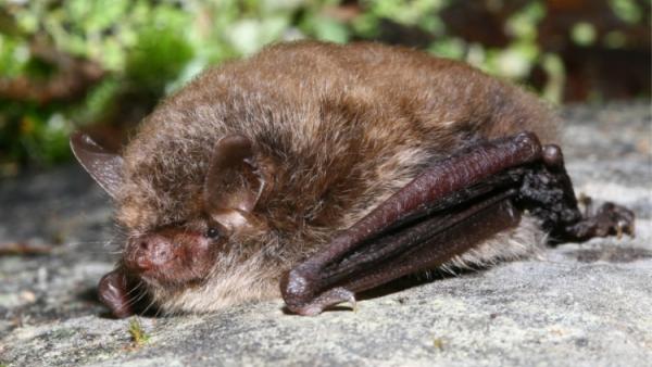 Myotis Alcathoe, a espécie de morcego de que agora passa a haver registo em Portugal. Foto de Manuel Ruedi/wikimedia commons.