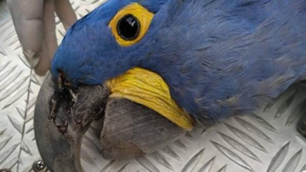 Arara-azul é encontrada morta no Pantanal. Foto: Instituto Arara Azul/Divulgação