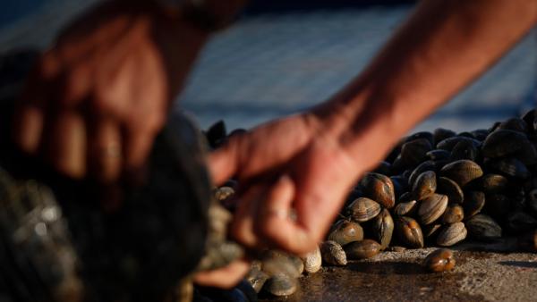 Um elemento da GNR corta uma saca de ameijoas para atirar ao Rio Tejo após ter sido intercetada uma carrinha onde foi encontrada uma carga de 818 Kg de ameijoa ilegal, no Samouco.