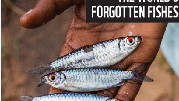 Pormenor da capa do estudo Os peixes esquecidos do mundo.