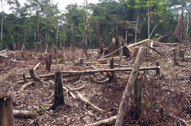 Destamamento para exploração agrícola na Amazónia. Foto: Matt Zimmerman/Flickr.