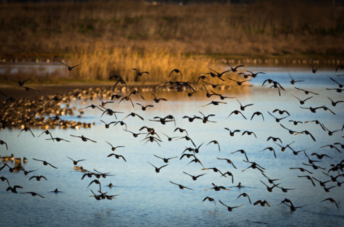 Aves no Estuário do Tejo.