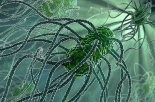 Salmonella, bactéria que provoca infecções gástricas
