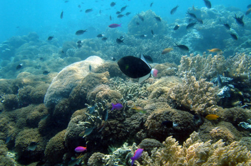 Peixes tropicais no Bornéu. Foto de William Warby/Flickr.